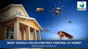 What Should You Do for Pest Control at Home