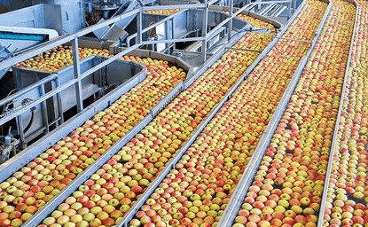 Fruit Processing