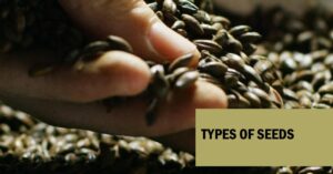 types-of-seeds-that-every-kitchen
