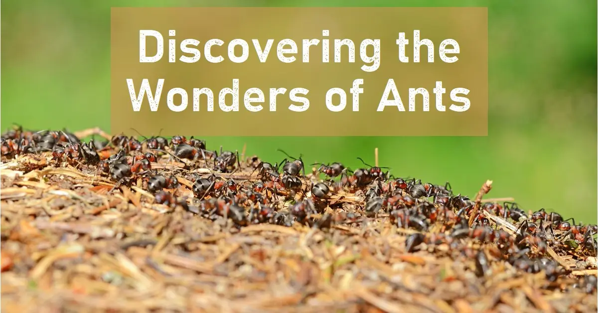 The Intriguing World of Ants