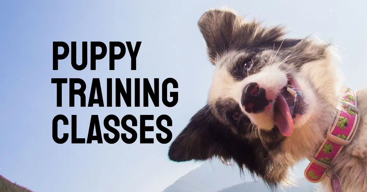 Puppy Training Classes