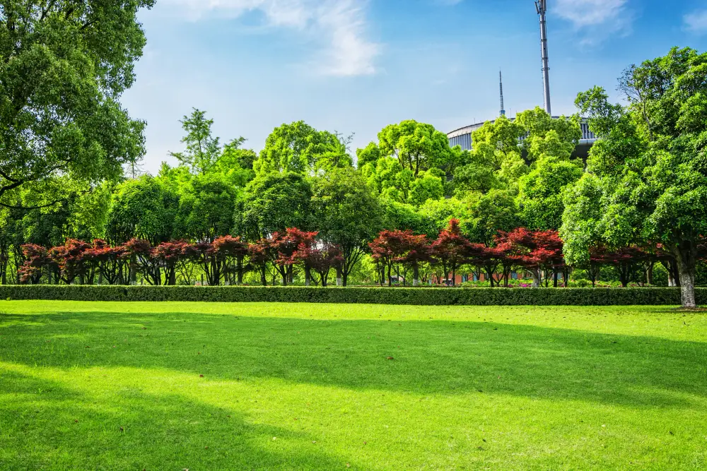 Green Lawn Care